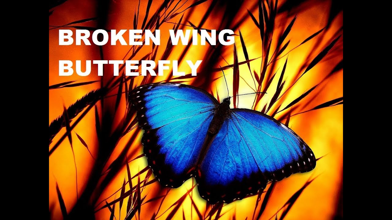 SMB - Broken Wing Butterfly Master Track Series 